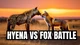 Hyena and fox