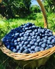 Basket Of Berries