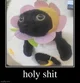 Holy shit cat
