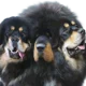 Cerberus
