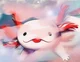 Axolotl