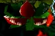 venus fly trap CB