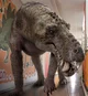 Gorgonopsid