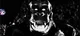 Kong Animatronic