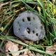 Stone in the forest