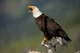 Aguila calva 