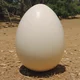World Record Egg