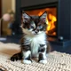 Domestic kitten