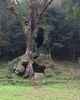 Witch of the Woods