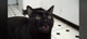Sylvester 