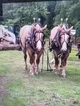 Draft horses