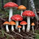 Amanita Muscaria
