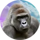 Harambe