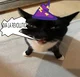 wizard cat