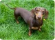 Dachshund 