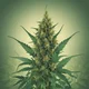 Cannabis Indica