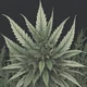 Cannabis Sativa