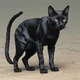 The Black Cat