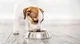 Feed your dogs