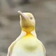 Albino King Penguin