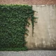 Ivy Vine Wall