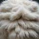 fur parasite