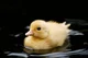 A little baby duck