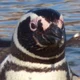 magellanic penguin