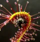 Sundew plant 