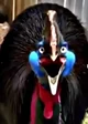 Southern Cassowary 