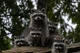 Raccoon Family