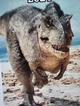 T-rex