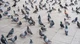 A Park of Pigeons