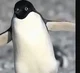 Adelie penguin 