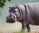hippopotamus