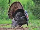 A wild turkey