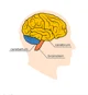 Brain
