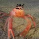 Evil crab