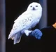 Hedwig