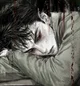 LVR Outcast