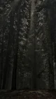 Viaje al bosque