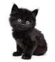 Black Kitten