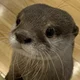 Otter