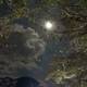 Artemis 