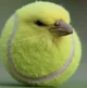 Tennis blird