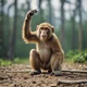Monkey explain
