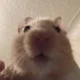 Hamster