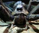Aragog