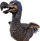 Dodo