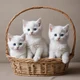 Three white kittens